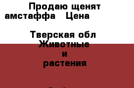 Продаю щенят амстаффа › Цена ­ 10 000 - Тверская обл. Животные и растения » Собаки   